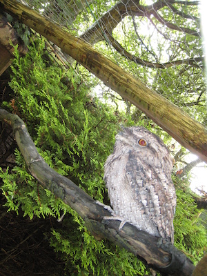 Frogmouth (07-05-2011 10:45)