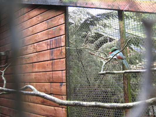 Bird (07-05-2011 10:45)