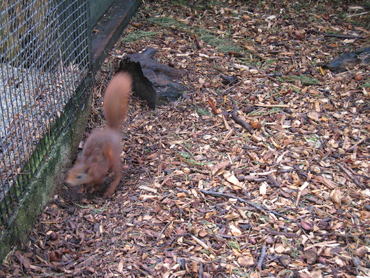 Red squirrel (07-05-2011 10:46)