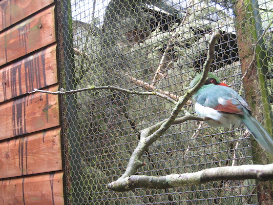 Bird (07-05-2011 10:46)