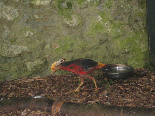 Pheasant (07-05-2011 10:48)