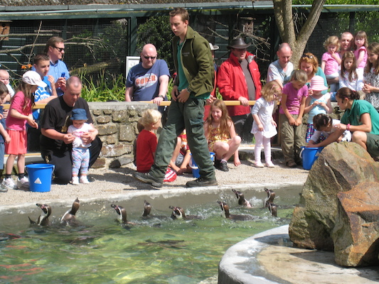 Cole and Tim feeding the penguins (07-05-2011 11:04)