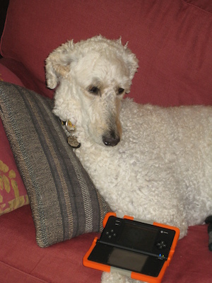 Bazzle playing the DS (07-08-2011 09:58)