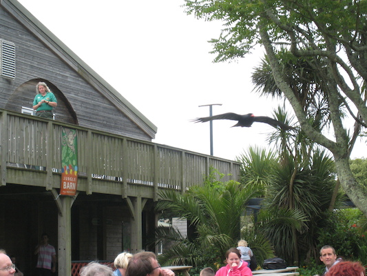Chough (07-08-2011 15:36)
