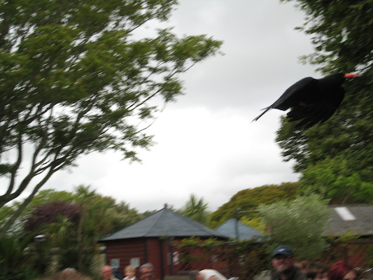 Chough (07-08-2011 15:37)