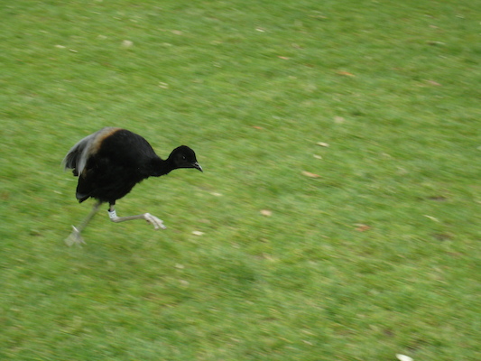 Running bird (07-08-2011 15:39)