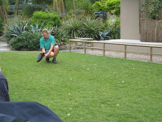 Running bird (07-08-2011 15:39)