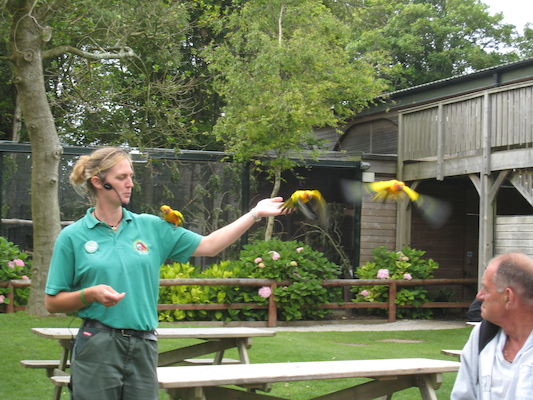 Little birds (07-08-2011 15:42)