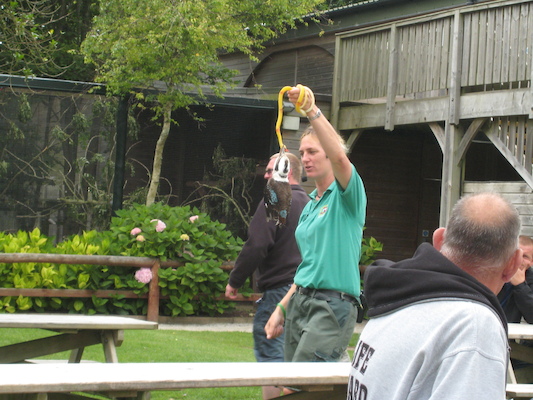 Kookaburra (07-08-2011 15:48)