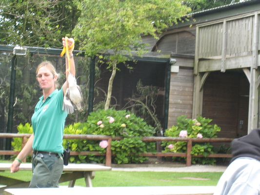 Kookaburra (07-08-2011 15:48)