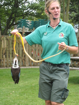 Kookaburra (07-08-2011 15:48)