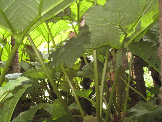 Tim in the Morrab garden (07-09-2011 11:18)