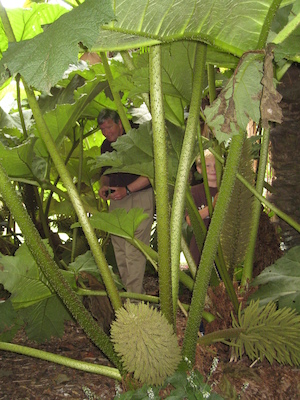 Granddad and Tim in the Morrab garden (07-09-2011 11:18)