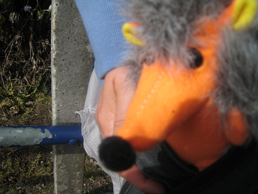 Hedgie waiting for the train (by Cole) (07-11-2011 09:51)