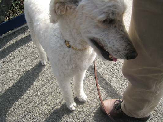 Bazzle waiting for the train (by Cole) (07-11-2011 09:58)