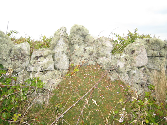 Lichen (07-12-2011 15:28)
