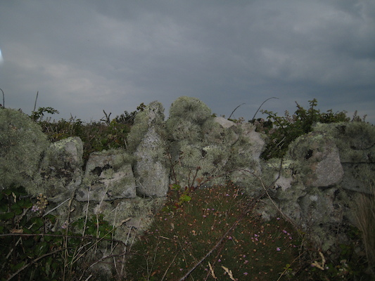 Lichen (07-12-2011 15:28)