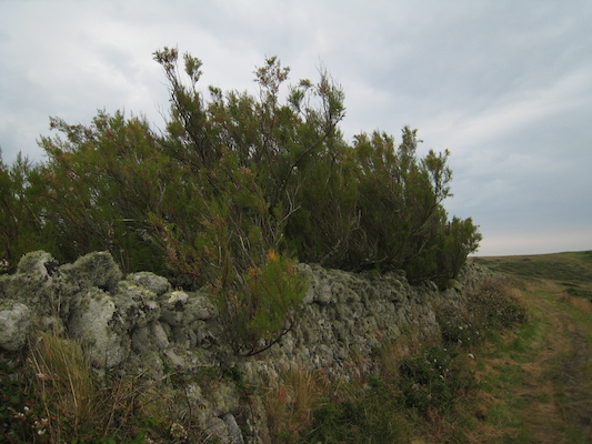 Lichen (07-12-2011 15:29)