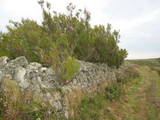 Lichen (07-12-2011 15:29)