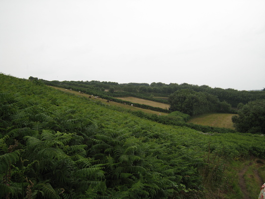 Hardy sheep (07-12-2011 15:37)