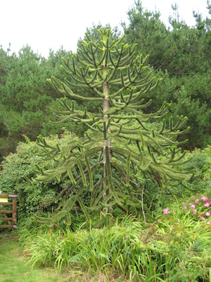 Cool tree (07-12-2011 16:55)