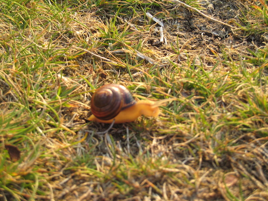Snail (07-12-2011 20:27)