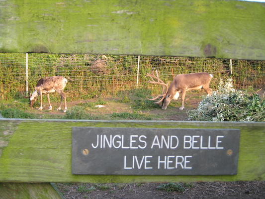 Reindeer... of course (07-12-2011 20:33)