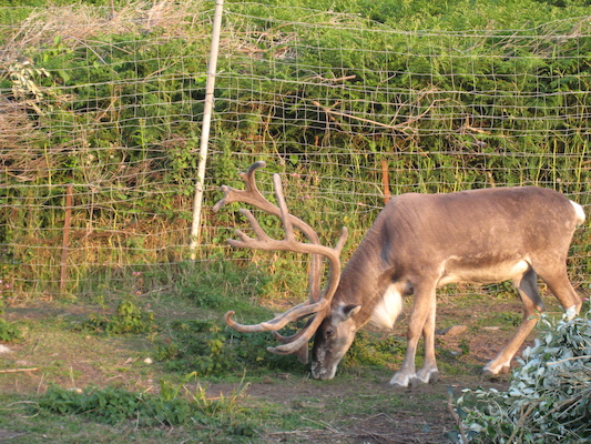 Reindeer (07-12-2011 20:33)