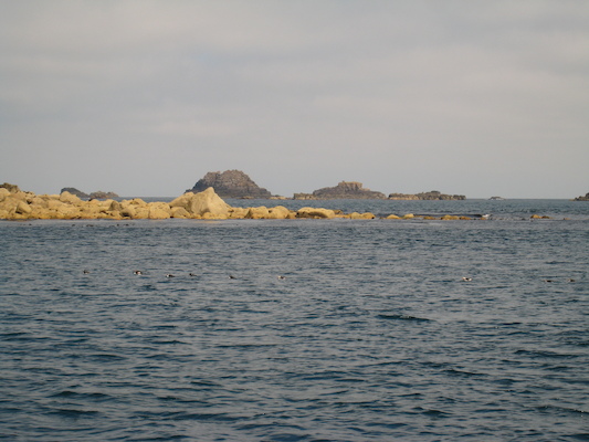 Puffins (07-13-2011 11:08)