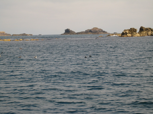 Puffins (07-13-2011 11:08)