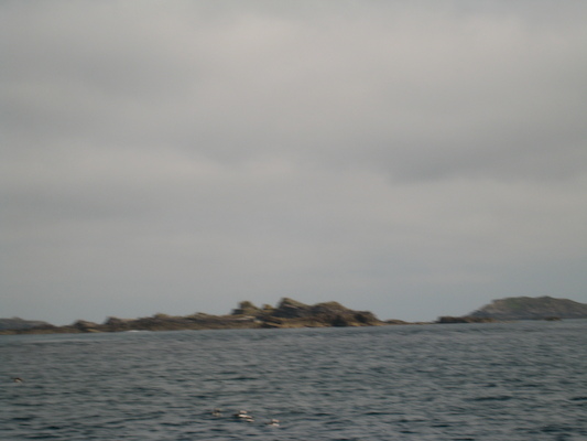 Puffins (07-13-2011 11:08)