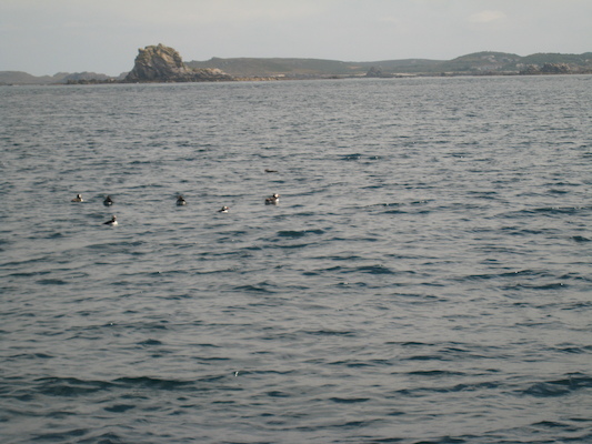 Puffins (07-13-2011 11:08)