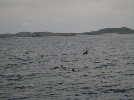 Puffins (07-13-2011 11:09)