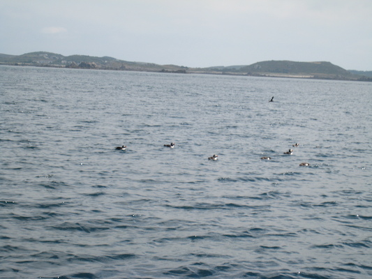 Puffins (07-13-2011 11:09)