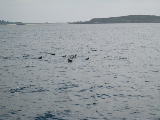 Puffins (07-13-2011 11:09)