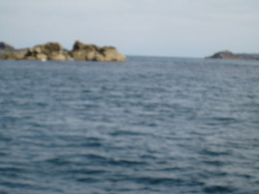 Puffins (07-13-2011 11:09)