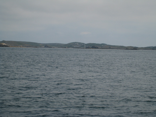 Puffins (07-13-2011 11:09)