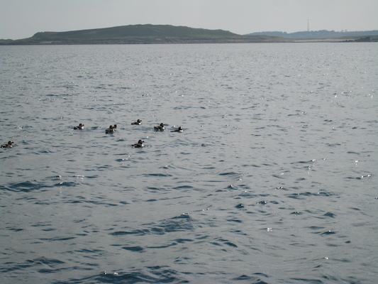 Puffins (07-13-2011 11:09)