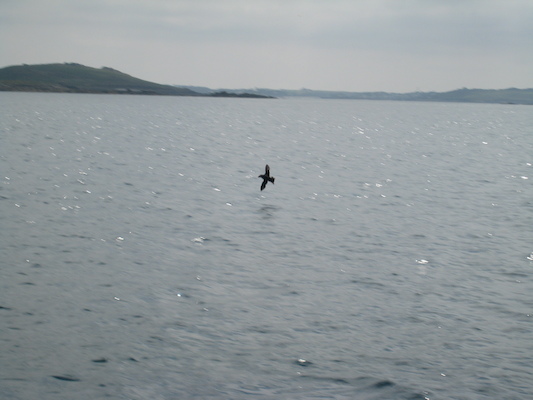 Puffins (07-13-2011 11:10)
