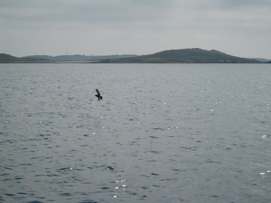 Puffins (07-13-2011 11:10)
