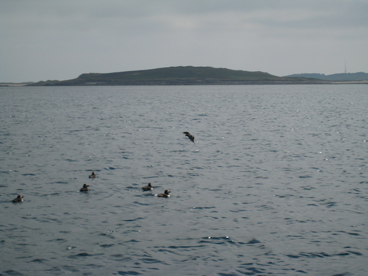 Puffins (07-13-2011 11:10)