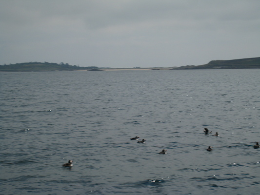 Puffins (07-13-2011 11:10)