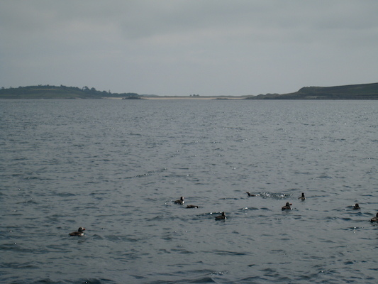 Puffins (07-13-2011 11:10)
