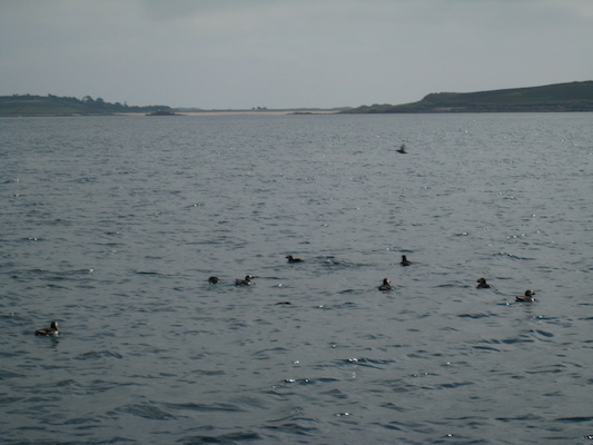 Puffins (07-13-2011 11:10)