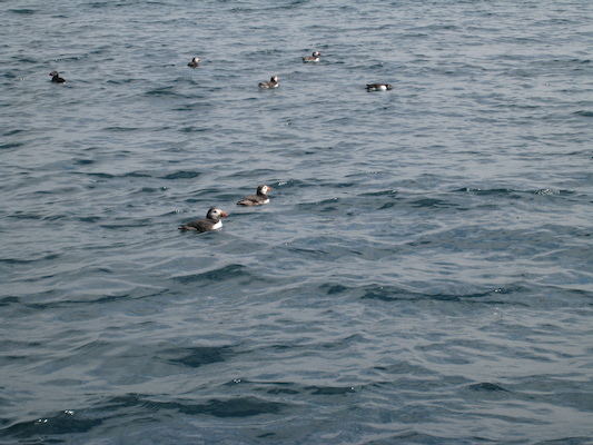 Puffins (07-13-2011 11:10)