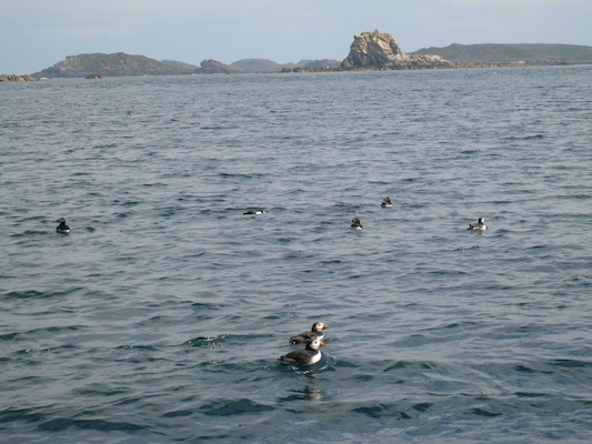 Puffins (07-13-2011 11:10)