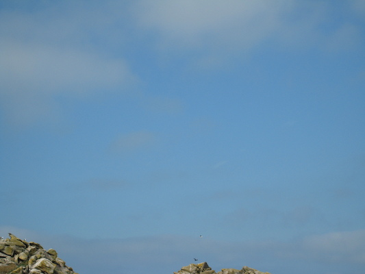 Birds (07-13-2011 11:11)