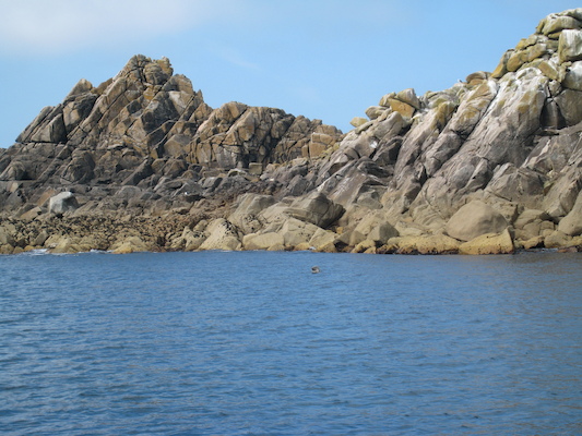 Seal (07-13-2011 11:12)