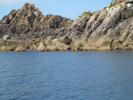 Seal (07-13-2011 11:12)