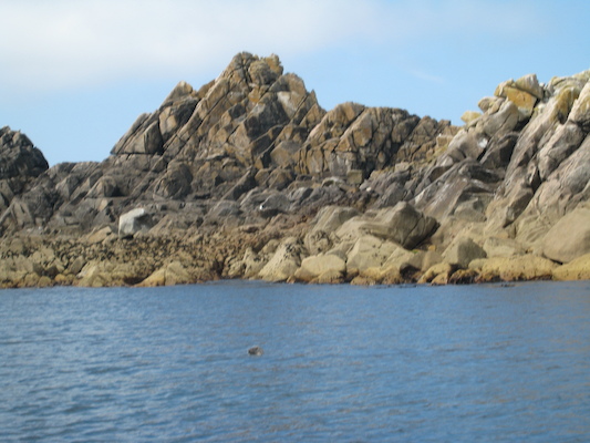 Seal (07-13-2011 11:12)